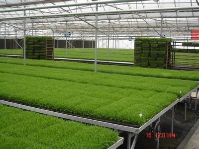 規(guī)模訂單種植粳糯稻