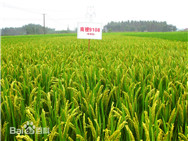 油菜籽收儲取消?國內大米價格會有影響嗎? 油菜籽收儲取消?國內大米價格會有影響嗎?